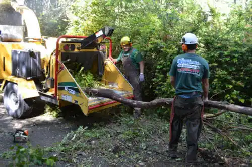 tree services Dauphin Island